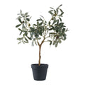 Oliventræ 61 cm