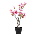 Magnoliatræ
